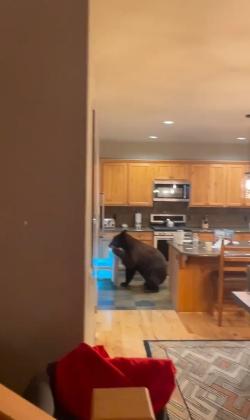 The bear glanced at you when he opened the refrigerator door